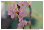 20012023_Nikon D5300_Victoria Park Lunar New Year Flower Fair_Sakura00003
