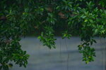 15012023_Taipo Waterfront Park00005