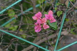 15012023_Taipo Waterfront Park00007