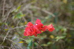 15012023_Taipo Waterfront Park00008