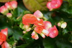 15012023_Taipo Waterfront Park00010