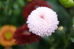 15012023_Taipo Waterfront Park00025