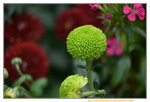 15012023_Taipo Waterfront Park00026