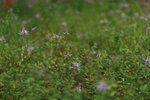 17092023_Taipo Waterfront Park00006