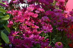 10032023_Nikon D800_Hong Kong Flower Show_Daisy00001