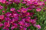 10032023_Nikon D800_Hong Kong Flower Show_Daisy00003
