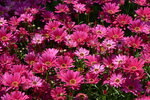 10032023_Nikon D800_Hong Kong Flower Show_Daisy00004