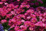 10032023_Nikon D800_Hong Kong Flower Show_Daisy00005