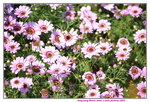 10032023_Nikon D800_Hong Kong Flower Show_Daisy00006