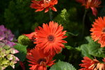 10032023_Nikon D800_Hong Kong Flower Show_Daisy00008