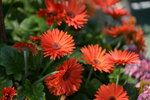 10032023_Nikon D800_Hong Kong Flower Show_Daisy00009