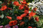10032023_Nikon D800_Hong Kong Flower Show_Daisy00010