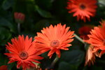 10032023_Nikon D800_Hong Kong Flower Show_Daisy00011