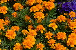 10032023_Nikon D800_Hong Kong Flower Show_Daisy00012