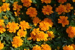 10032023_Nikon D800_Hong Kong Flower Show_Daisy00013
