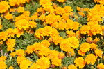 10032023_Nikon D800_Hong Kong Flower Show_Daisy00014