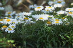 10032023_Nikon D800_Hong Kong Flower Show_Daisy00015