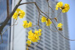 10032023_Nikon D800_Hong Kong Flower Show_Handroanthus Chrysotrichus00008