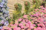 10032023_Nikon D800_Hong Kong Flower Show_Hydrangea Marcophylla00001