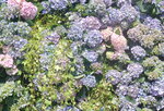 10032023_Nikon D800_Hong Kong Flower Show_Hydrangea Marcophylla00002