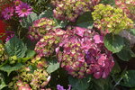 10032023_Nikon D800_Hong Kong Flower Show_Hydrangea Marcophylla00004