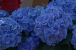 10032023_Nikon D800_Hong Kong Flower Show_Hydrangea Marcophylla00005