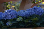 10032023_Nikon D800_Hong Kong Flower Show_Hydrangea Marcophylla00006