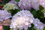 10032023_Nikon D800_Hong Kong Flower Show_Hydrangea Marcophylla00007