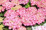 10032023_Nikon D800_Hong Kong Flower Show_Hydrangea Marcophylla00008