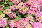10032023_Nikon D800_Hong Kong Flower Show_Hydrangea Marcophylla00009