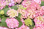 10032023_Nikon D800_Hong Kong Flower Show_Hydrangea Marcophylla00010