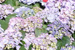 10032023_Nikon D800_Hong Kong Flower Show_Hydrangea Marcophylla00011