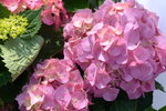10032023_Nikon D800_Hong Kong Flower Show_Hydrangea Marcophylla00013