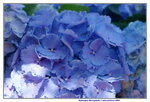 10032023_Nikon D800_Hong Kong Flower Show_Hydrangea Marcophylla00015