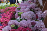 10032023_Nikon D800_Hong Kong Flower Show_Hydrangea Marcophylla00016
