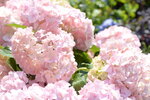 10032023_Nikon D800_Hong Kong Flower Show_Hydrangea Marcophylla00018