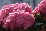 10032023_Nikon D800_Hong Kong Flower Show_Hydrangea Marcophylla00019