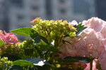 10032023_Nikon D800_Hong Kong Flower Show_Hydrangea Marcophylla00021