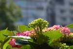 10032023_Nikon D800_Hong Kong Flower Show_Hydrangea Marcophylla00022