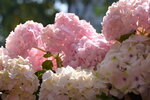 10032023_Nikon D800_Hong Kong Flower Show_Hydrangea Marcophylla00023