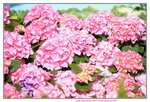 10032023_Nikon D800_Hong Kong Flower Show_Hydrangea Marcophylla00025