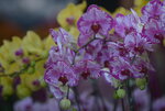 10032023_Nikon D800_Hong Kong Flower Show_Orchid00010