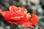 10032023_Nikon D800_Hong Kong Flower Show_Rose00012