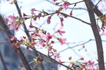 10032023_Nikon D800_Hong Kong Flower Show_Sakura no Hana00004