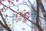 10032023_Nikon D800_Hong Kong Flower Show_Sakura no Hana00005