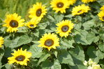 10032023_Nikon D800_Hong Kong Flower Show_Sunflowers00001