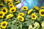 10032023_Nikon D800_Hong Kong Flower Show_Sunflowers00002