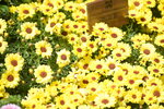 10032023_Nikon D800_Hong Kong Flower Show_Sunflowers00003