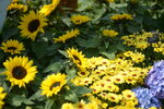 10032023_Nikon D800_Hong Kong Flower Show_Sunflowers00004