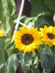 10032023_Nikon D800_Hong Kong Flower Show_Sunflowers00005